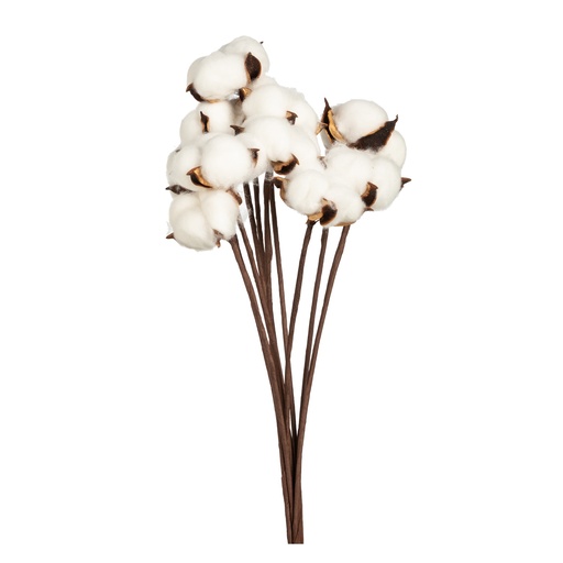 [Decorative - Plant Group - Artificial Flowers / 1244289001 / 10*1*48] Watte Cotton Bundle 10X48Cm